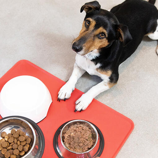 Can Dogs Eat Cat Food How to Prevent It Purina